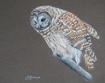 chouette rayée, oiseaux, animaux, nature, dessin animalier, art animalier