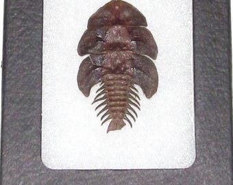 prehistoric firefly