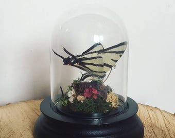 Real butterfly in a mini glass dome bell jar cloche