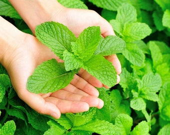 Mints, Spearmints, Chocolate Mints, Peppermints, Pineapple Mints - Basils - Organic Herbs, NON-GMO