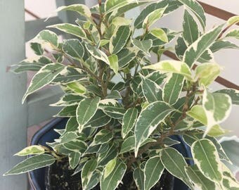 Beautiful! Ficus Nicole Plant 4"