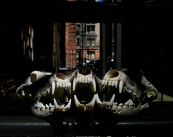 Photography Print: Awooooo