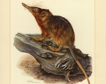 Vintage lithograph of the Hispaniolan solenodon from 1956