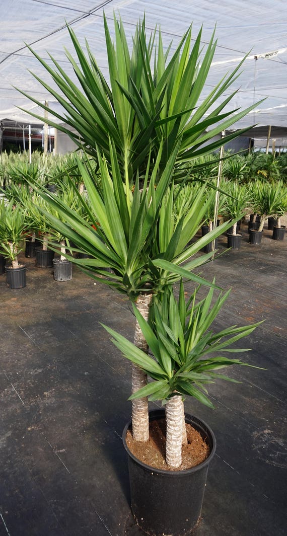 Yucca Tip Dracaena in 10 Pot