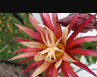 RIC RAC EPIPHYLLUM-Orchid Cactus-Fishbone Cactus-Established Plant