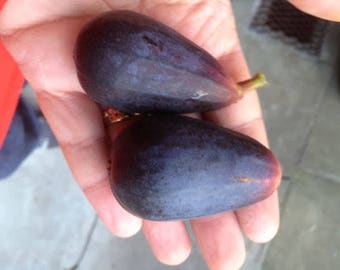 Rare figs * long black Bêbera Prêta Fig trees * Fruiting fig trees* 50 fresh seeds