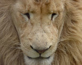 Lion Regal  Pose  photograph male African king of beasts 
