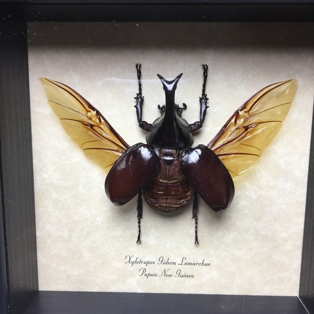 Real Butterfly Gifts Real Framed Butterflies by REALBUTTERFLYGIFTS