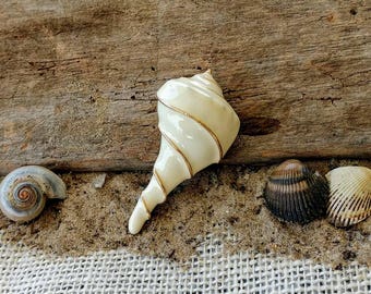 Vintage Trifari Cream and Gold Whelk Sea Shell Brooch ~ Large Vintage Trifari Collectible Pin