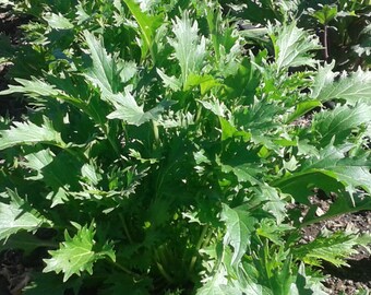 Asian salad greens seeds, mizuna seeds
