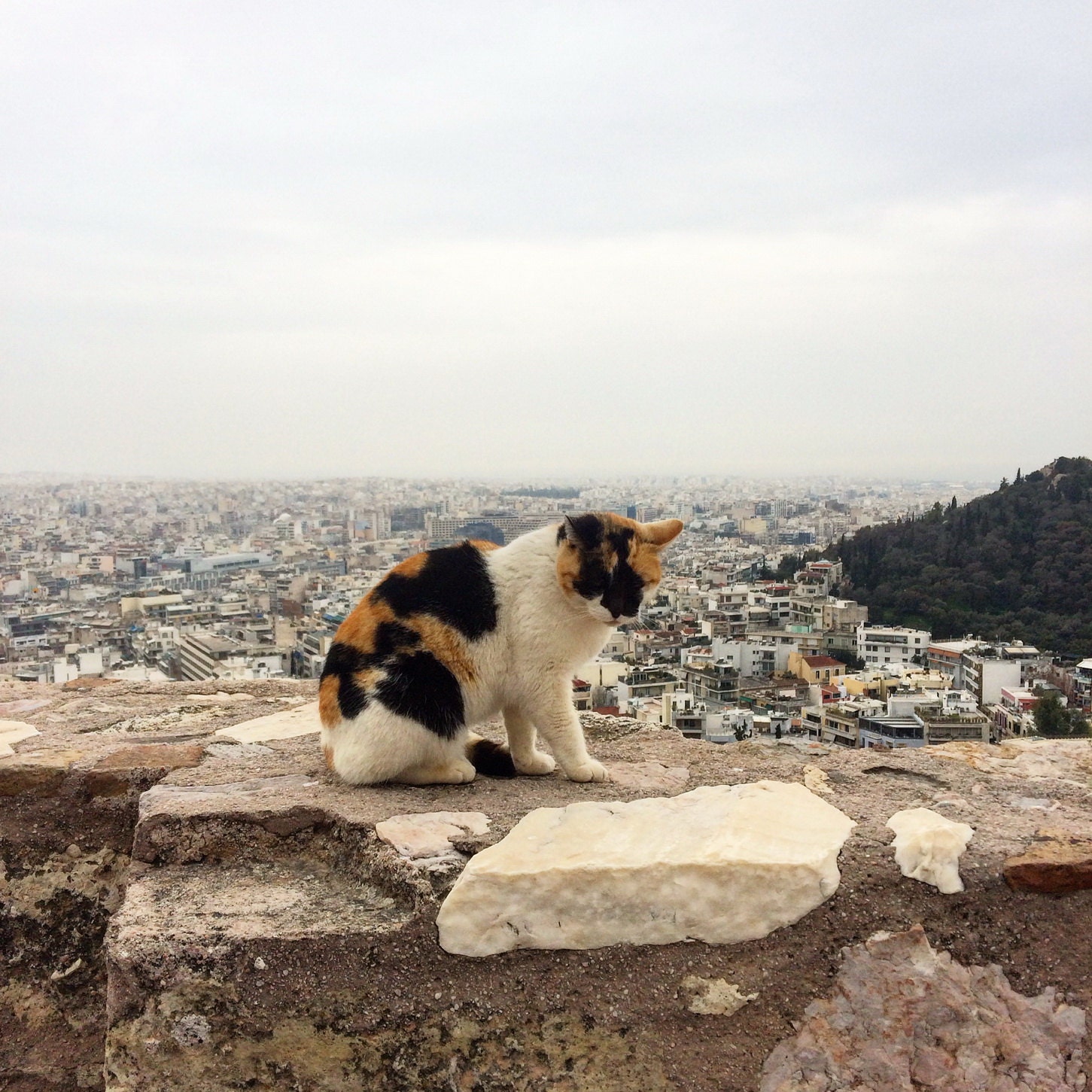 A cat on Acropolis