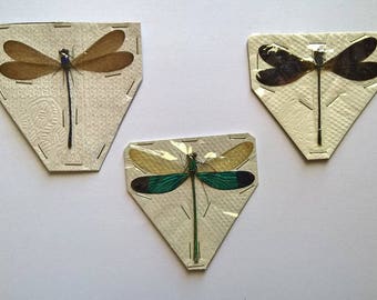 UNMOUNTED 3 x Odonata Mix - Taxidermy - Ready to spread