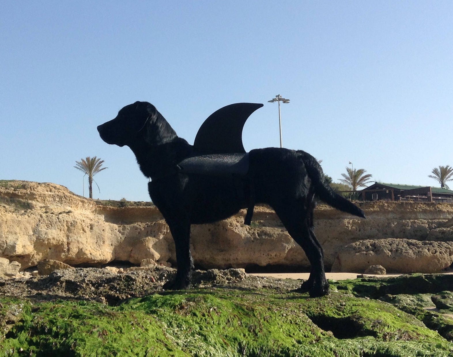 LARGE. Dog shark fin. Your shark dog will be a hit at the