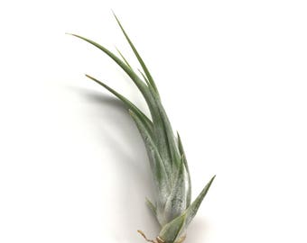 Tillandsia Paucifolia Air Plant