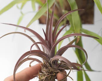 Colorful Air Plant Tillandsia Schatzlii Red, Terrarium Plants, LARGE Air Plant Terrarium, Succulents, Red Air Plant Indoor Plants, Airplant