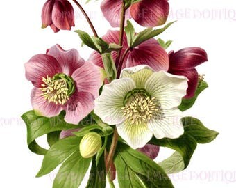 Hellebore flowers | Etsy