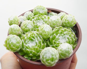 Cobweb Hens and Chicks Rare Succulent Terrarium Plant Sempervivum Arachnoideum Spider Web Succulents Fairy Garden Cebenese Succulent Cutting