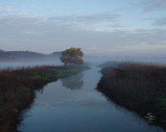 Tree in Morning Fog