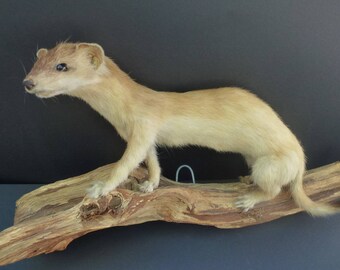 Vintage Least Weasel Taxidermy