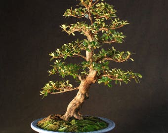 Specimen Satsuki Azalea "Konkisyou" Bonsai Tree in blue glazed ceramic pot 60 cm