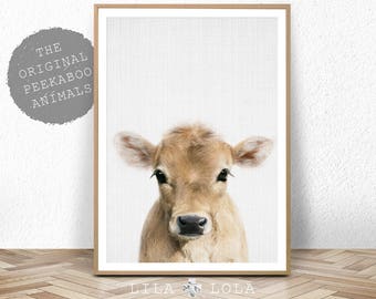 Calf Print, Baby Cow Farm Animal Wall Art, Nursery Decor, Large Printable Poster Digital Download, Farmhouse Decor, Colour Photo Babies Room