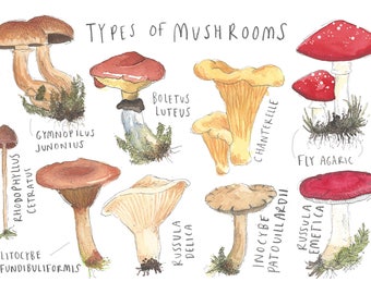 Types of mushrooms | Etsy