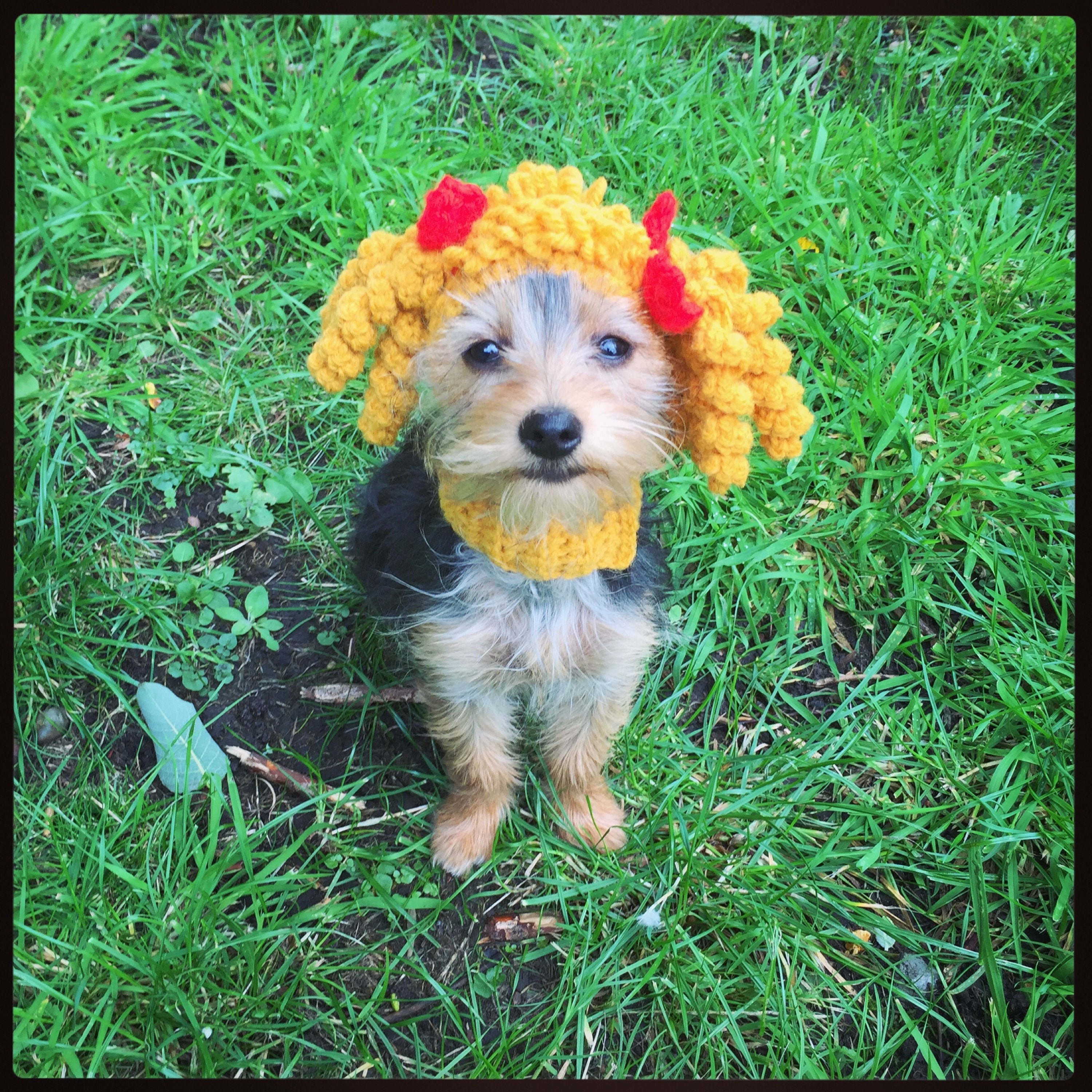 The Cabbage Patch dog hat. Funny hat snood for your dog. Uk