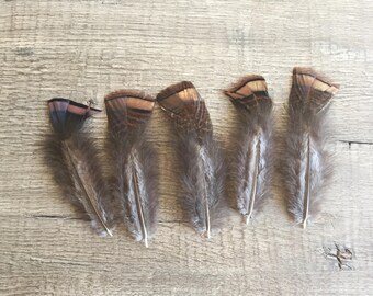 Wild turkey feathers | Etsy