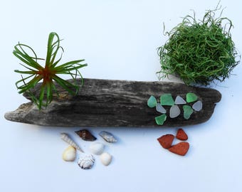 Driftwood pieces - Driftwood with air plant - Artificial air plant - DIY driftwood kit - Faux air plant - Lake Erie driftwood