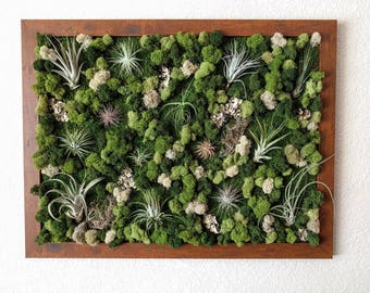 Air Plant Wall 