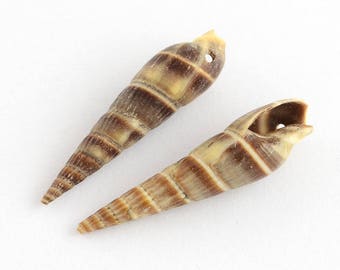 Set of 2 shell spirals with hole 34x8x8.5 mm, hole: 1.5 mm