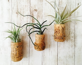 Air plant - tillandsia - deco tillandsia - Cork - magnet
