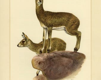 Vintage lithograph of the klipspringer from 1956