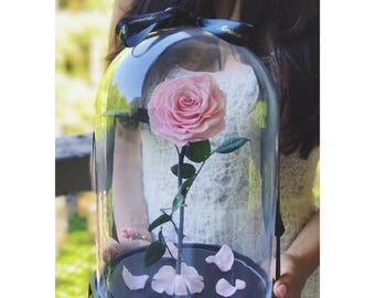 Beauty And The Beast Enchanted Rose, Rose In A Dome, Live Up To 5 Years, Preserved Rose, Belle Rose, Beauty And The Beast Party, Belle Rose