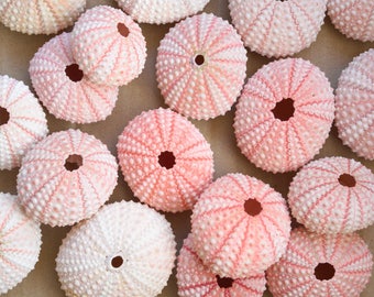 BULK Seashells Sea Urchin Air Planter, Air Plant Jellyfish, Wholesale Seashells, Beach Wedding Decor Nautical Decor Air Plant Holder, Shells
