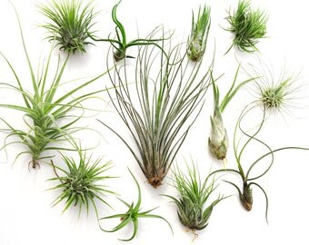 12 Air Plant Variety Pack, Terrarium Plants, Succulent Air Plant Terrarium, Wholesale Air Plants, Tillandsia, Large Air Plant Sale, Airplant