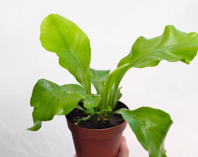 Bird’s Nest Ferns, Unique House Plant, Houseplant, Japanese Bird Nest Fern, Asplenium Nidus, Indoor Plants, Victorian Decor Plant, Live Fern