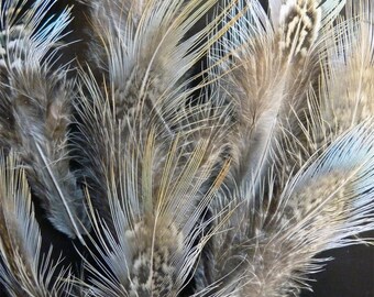 Plumes de croupe de faisan à collier irisé