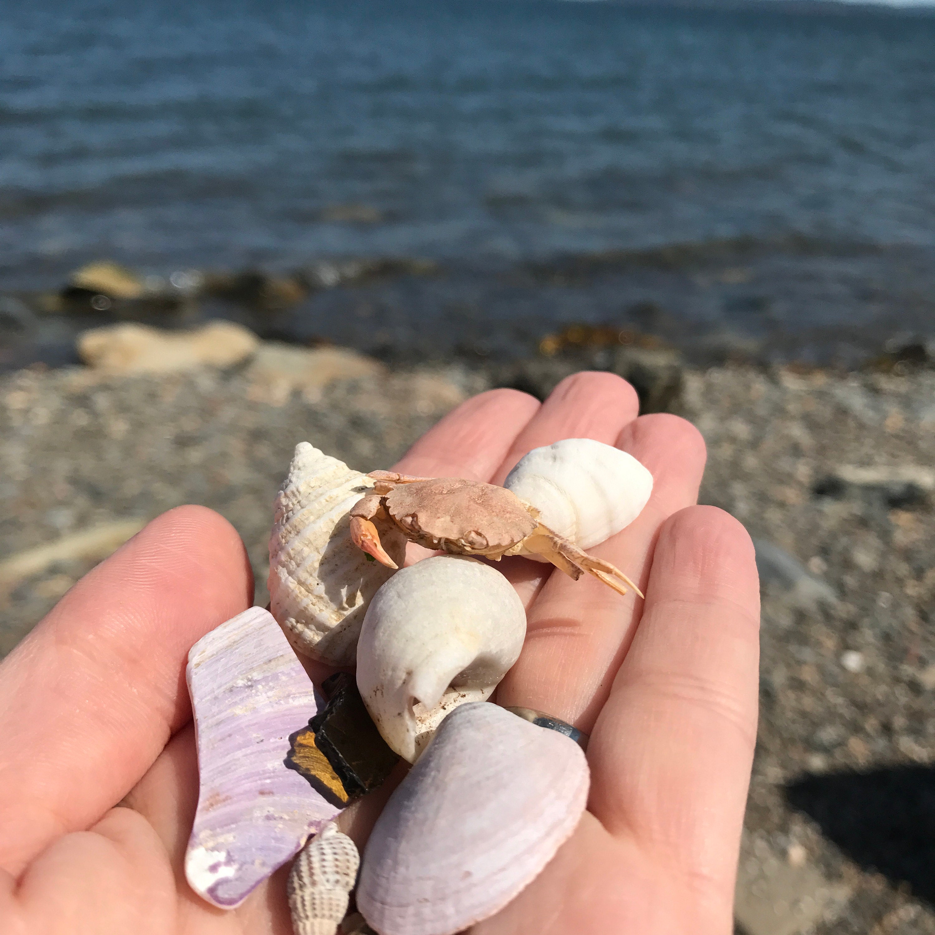 beach combing digby nova scotia