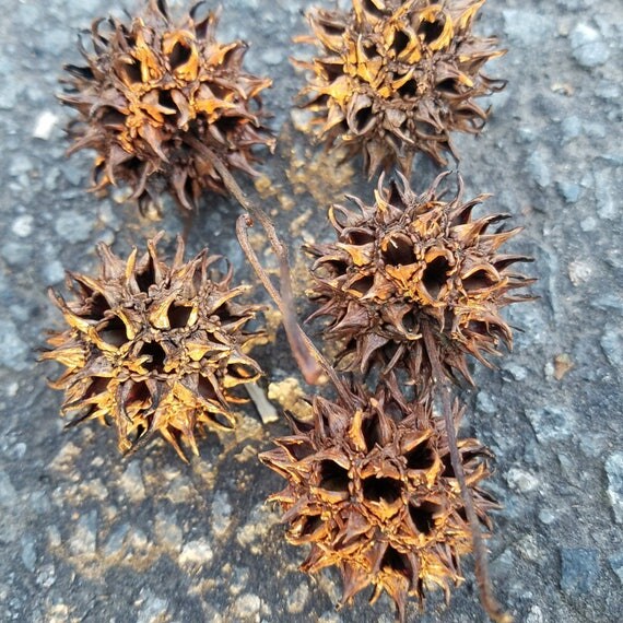 Sweet Gum Tree Seed Pods