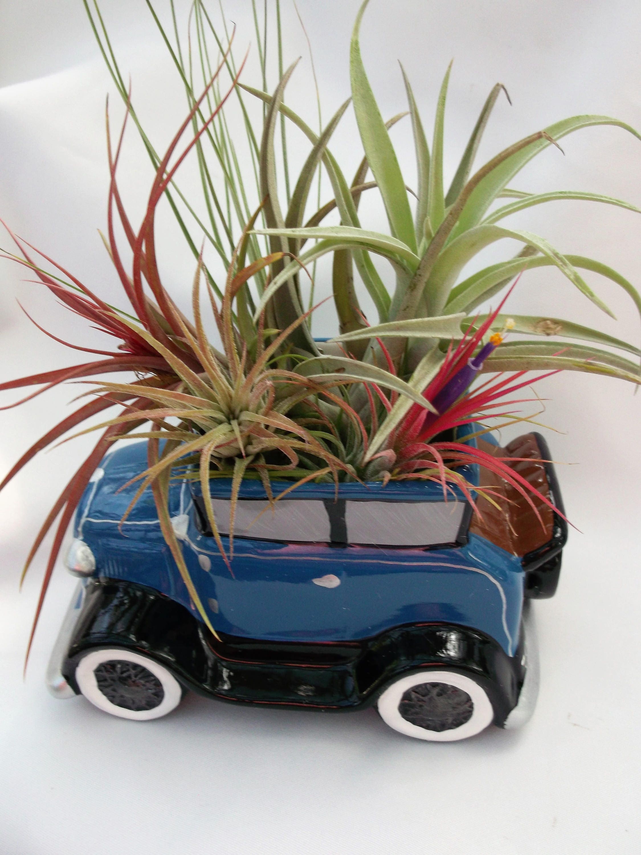 Ceramic antique car planter airplant arrangement. It's so