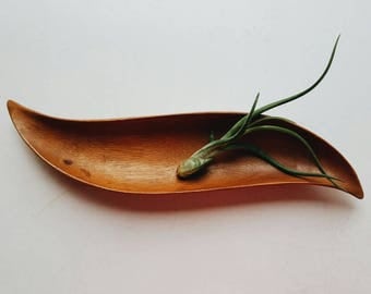 Carved Monkeypod Catch All Tray - Wood Air Plant Holder Wooden Plate - Minimalist Decor