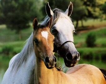 Needlepoint Canvas 14 or 18 count, Horses, Baby Horse, Mom and Baby Horse