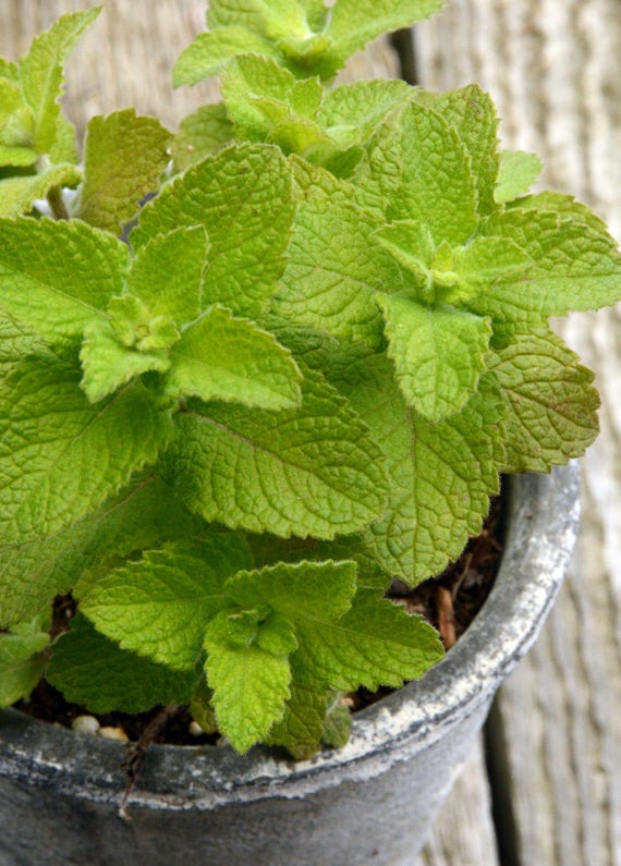 Apple Mint Plant Live Plant Herb Garden Favorite Apple