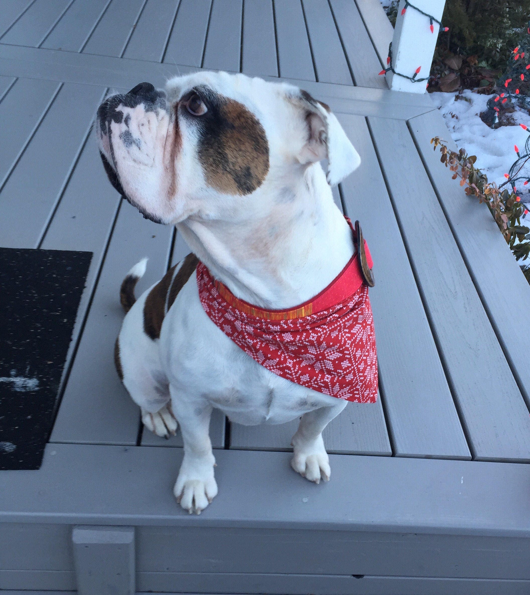 christmas neckties for dogs