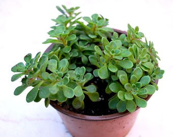 Aeonium ‘Irish Bouquet' 4" Pot