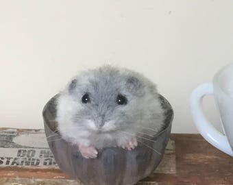 Needle Felted Hamster,Felted Animal,Handmade