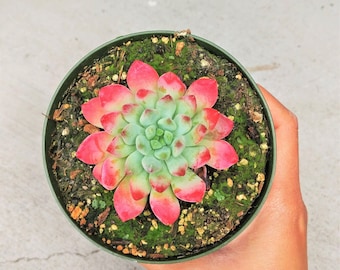 Echeveria Blue Elf Succulents Blue Elf Plants Real Indoor Plant tip leaves Succulents Exotic Succulent Rare Plant Hybrid Sedums Green Pink