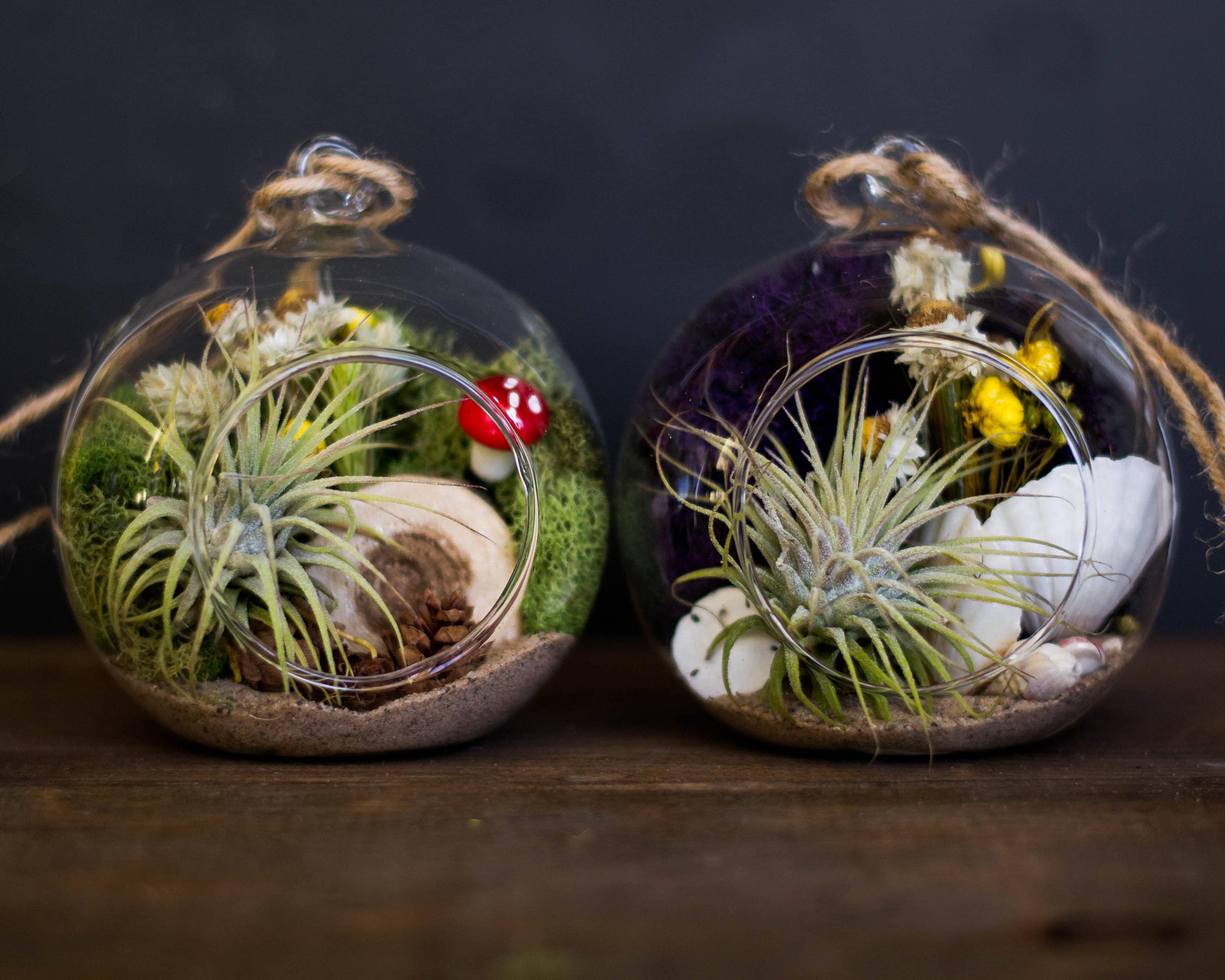 Small Mystery Air Plant Terrarium Kit Air Plant Tillandsia