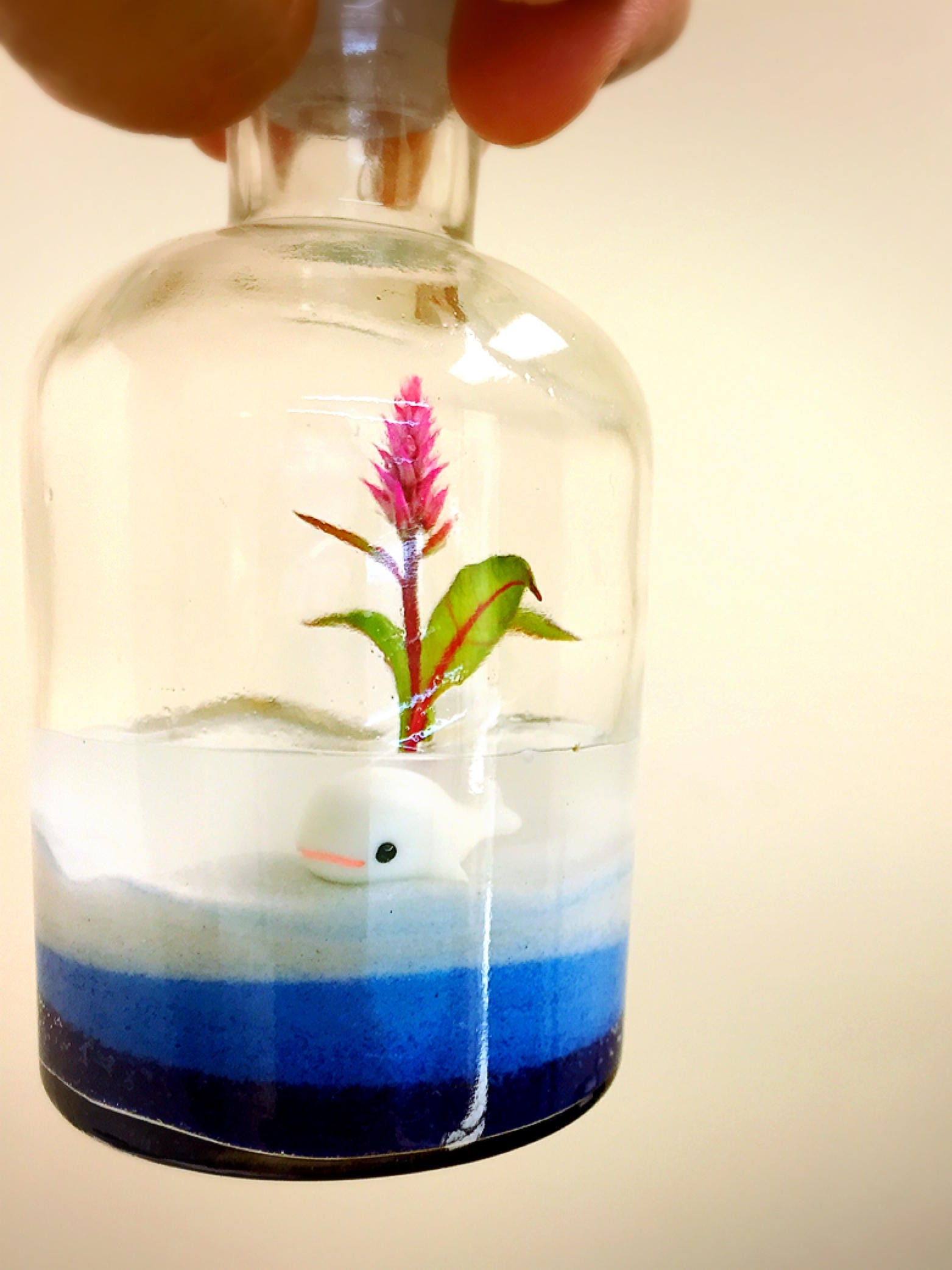 Live Flower Terrarium, Celosia. Long Lasting Bloom, Great for Work